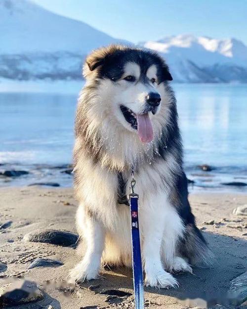 阿拉斯加雪橇犬图片?阿拉斯加雪橇犬图片 幼犬!