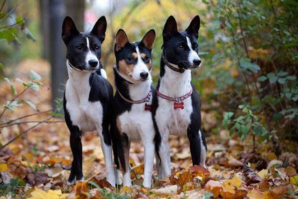 贝生吉犬?贝生吉犬图片!