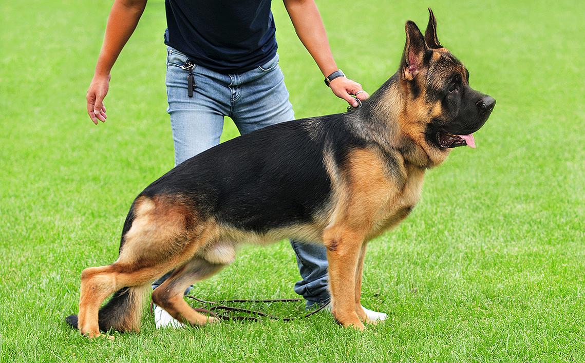 锤系德牧犬舍?锤系德牧名犬!