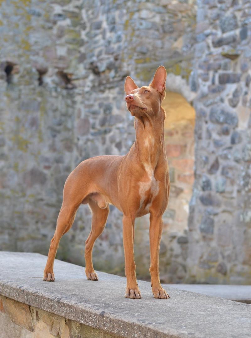 法老猎犬?法老猎犬图片!