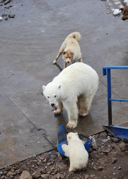 北极熊犬?北极熊犬图片!