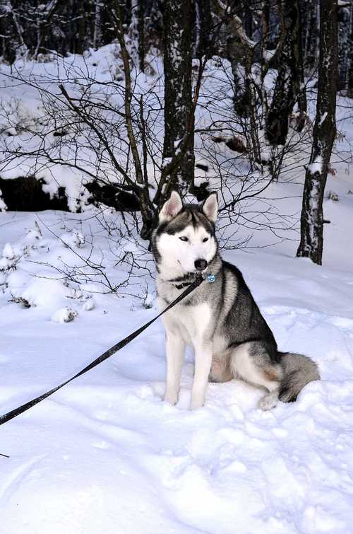 哈士奇雪橇犬?哈士奇雪橇犬图片!