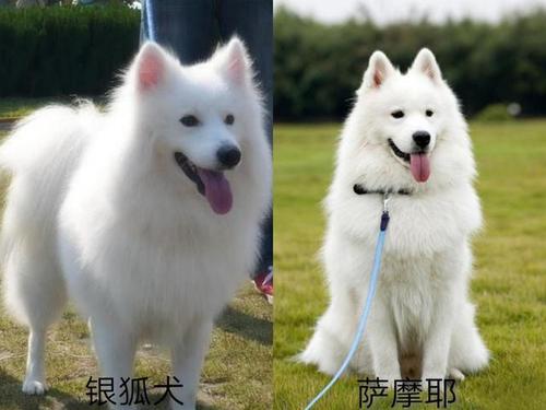 银狐犬和萨摩的区别?银狐犬和萨摩的区别图片!