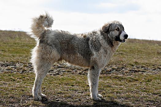 保加利亚牧羊犬?保加利亚牧羊犬图片!