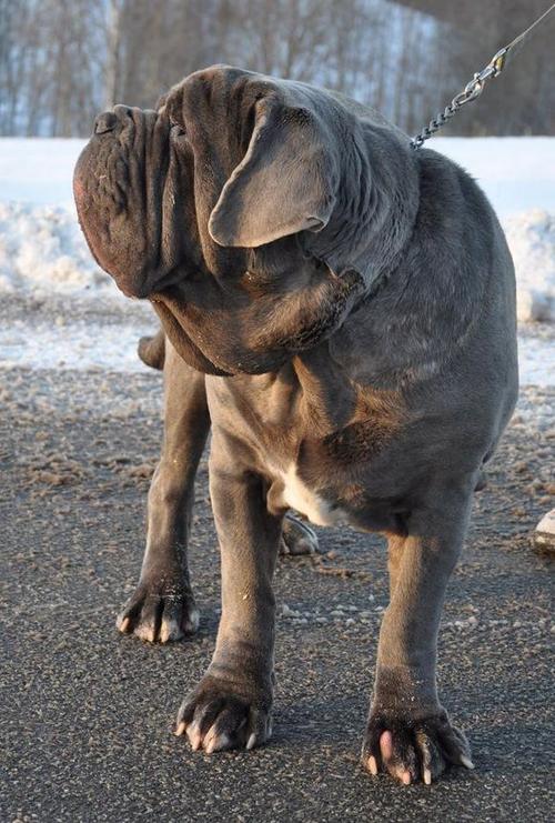 意大利扭玻利顿?意大利扭玻利顿犬的图片!