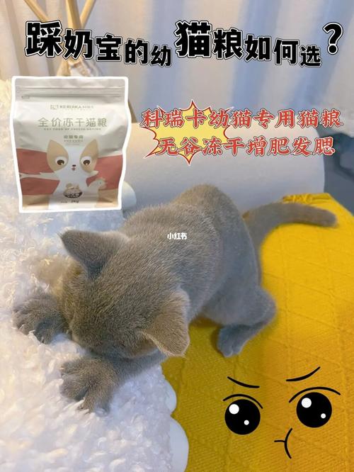 卡被猫吃了?卡被猫吃了案例分析!