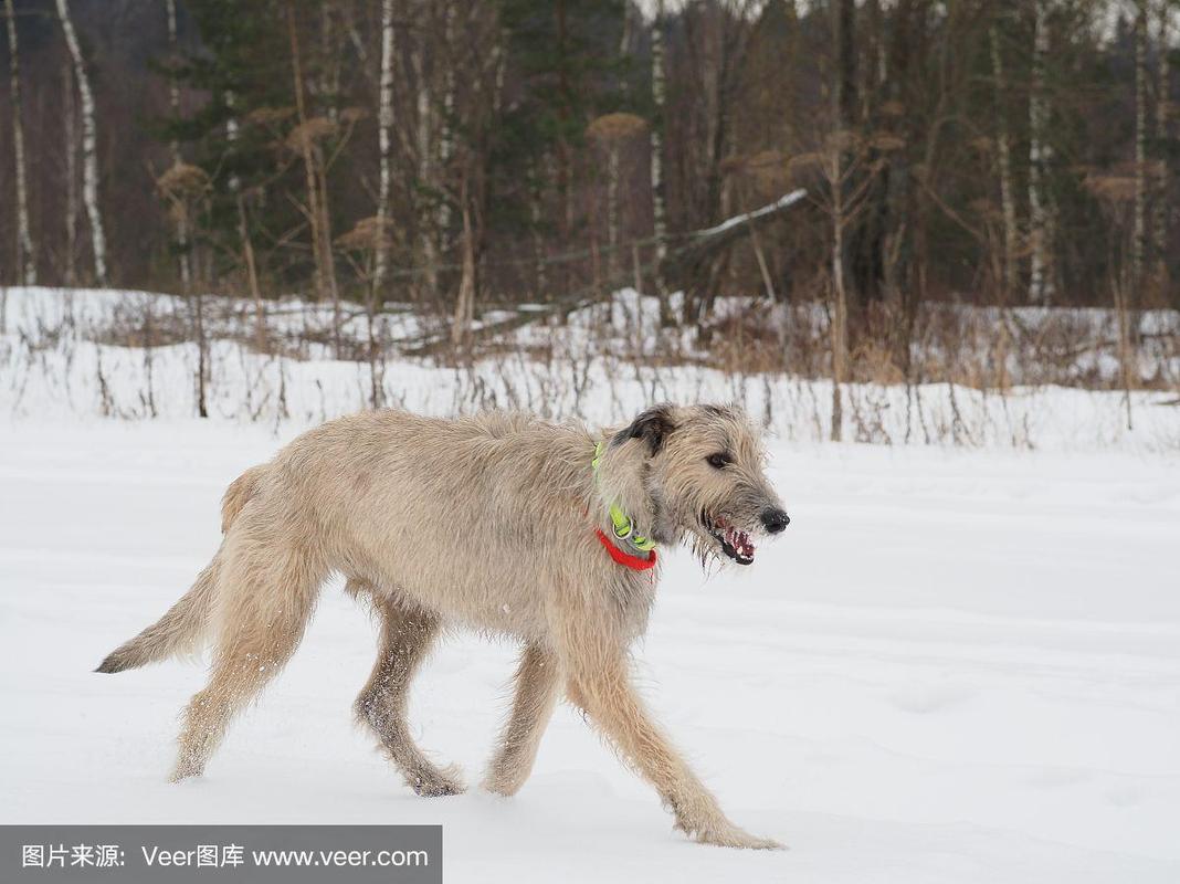 爱尔兰猎狼犬?爱尔兰猎狼犬多少钱一只!