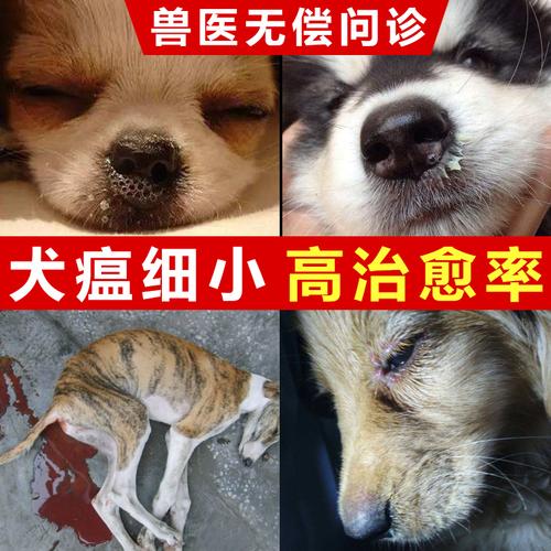 犬瘟能治好吗?犬瘟能治好吗几率大吗!