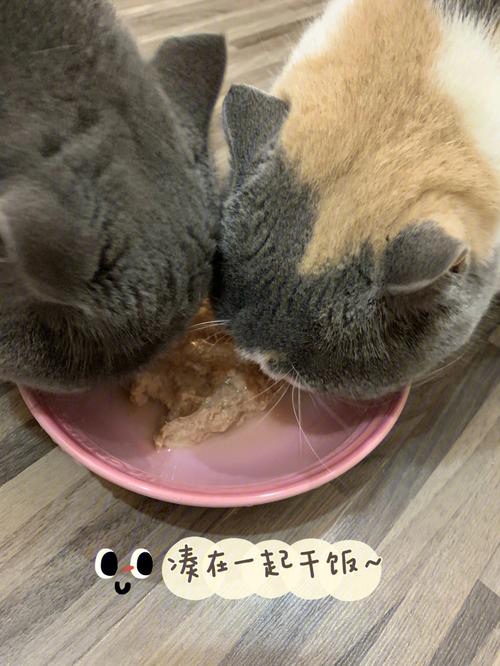 猫主食?猫主食吃什么比较好!