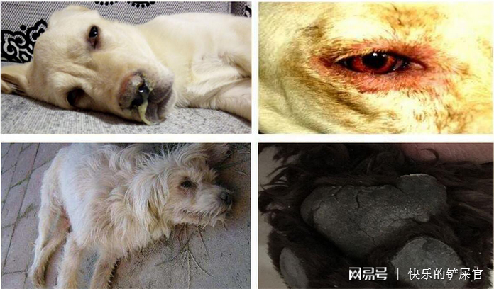 狗瘟病毒?犬瘟病毒狗狗症状!