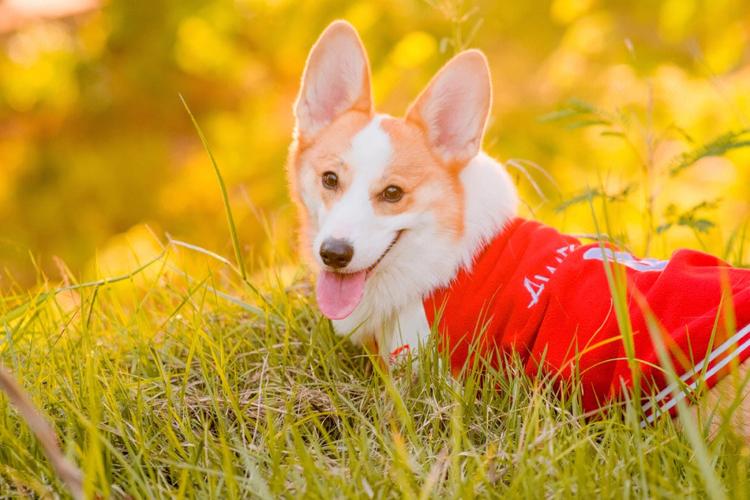 柯基犬图片?柯基犬图片大全可爱!