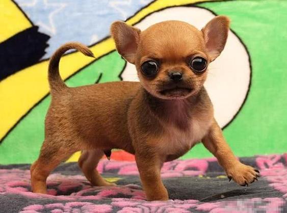 世界最小狗?世界最小狗排名!