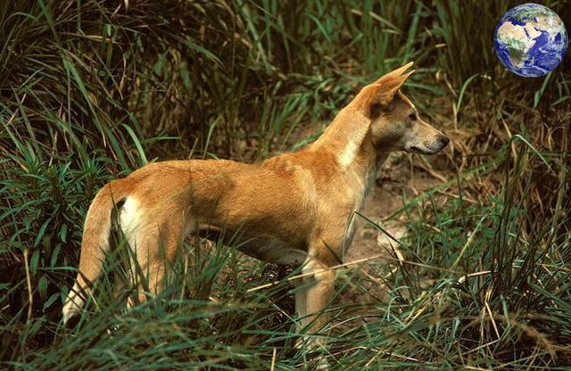 澳洲野犬?澳洲野犬是怎么来的!