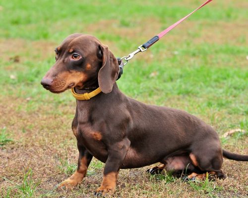 瑞典腊肠犬?瑞典腊肠犬和德国腊肠犬!