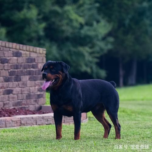 罗威纳犬性格?罗威纳犬性格特点!