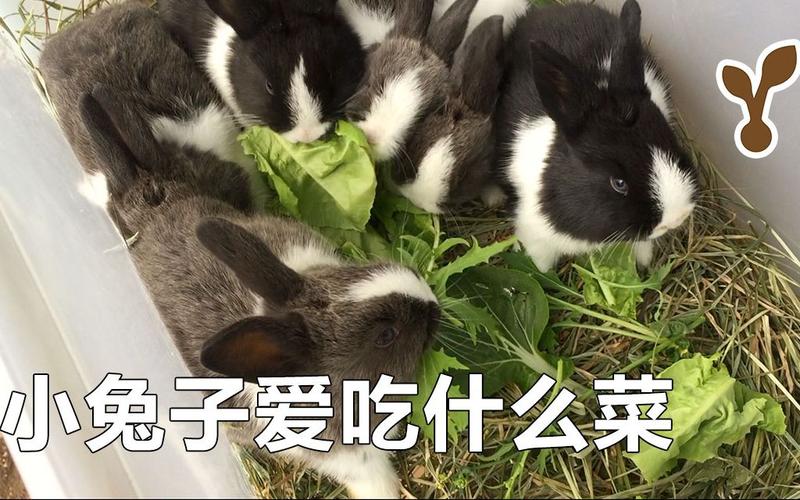 兔子更喜欢哪种食物?兔子更喜欢哪种食物?!