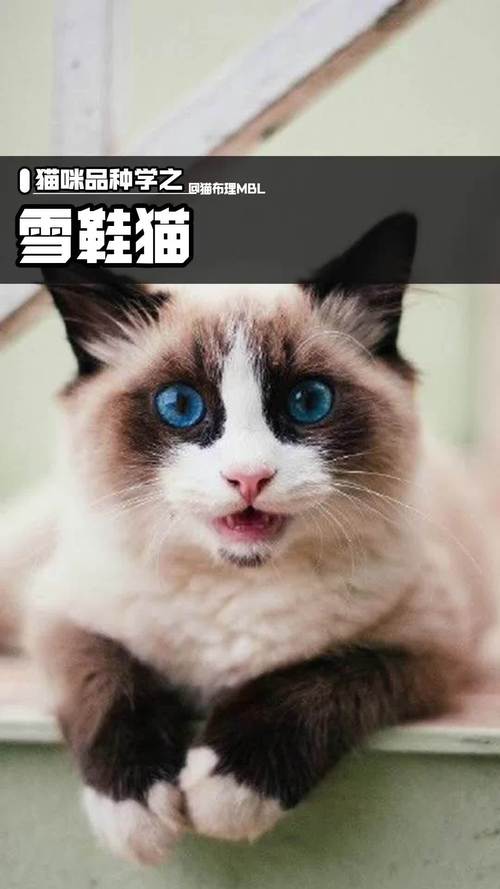 雪鞋猫?雪鞋猫价格多少钱一只!