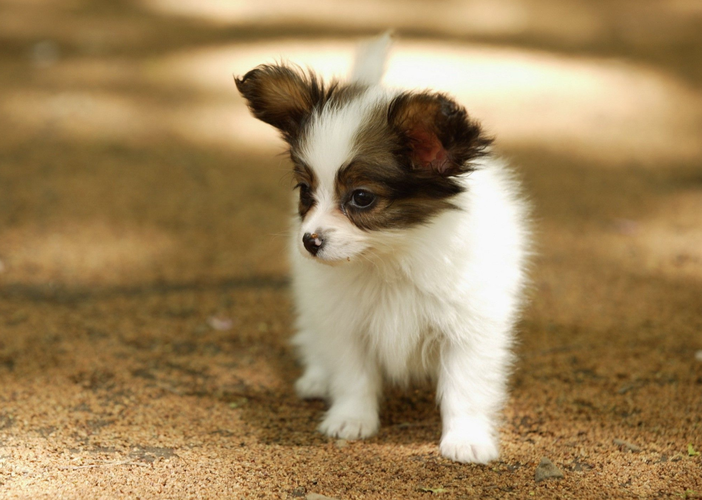 蝴蝶犬?蝴蝶犬图片!