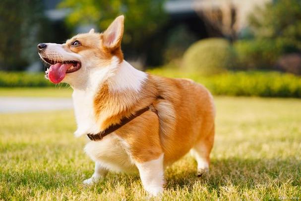 柯基犬好养吗?柯基犬好养吗?优缺点有哪些!