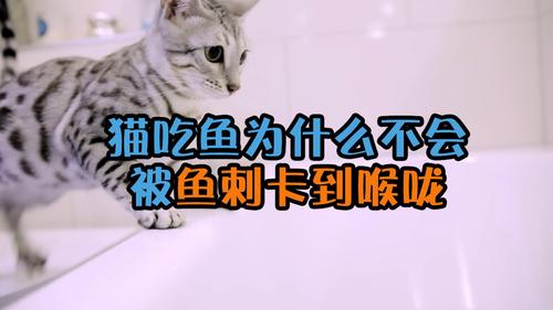 猫吃鱼?猫吃鱼会被鱼刺卡吗!