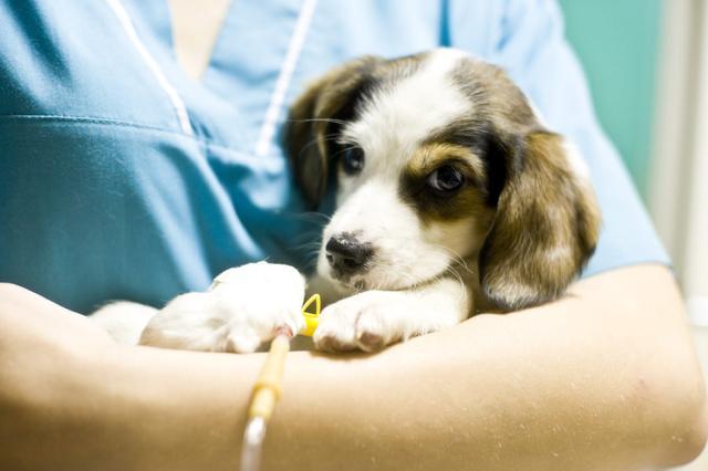 犬瘟热晚期?犬瘟热晚期还能治好吗!