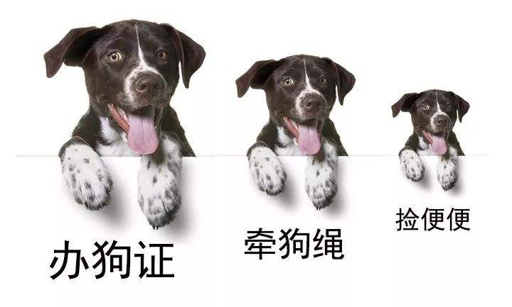 武汉养犬修订草案?武汉养犬修订草案最新!