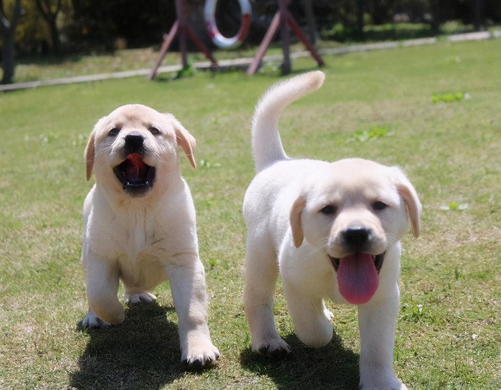 拉布拉多犬的价格?蚌埠拉布拉多犬的价格!