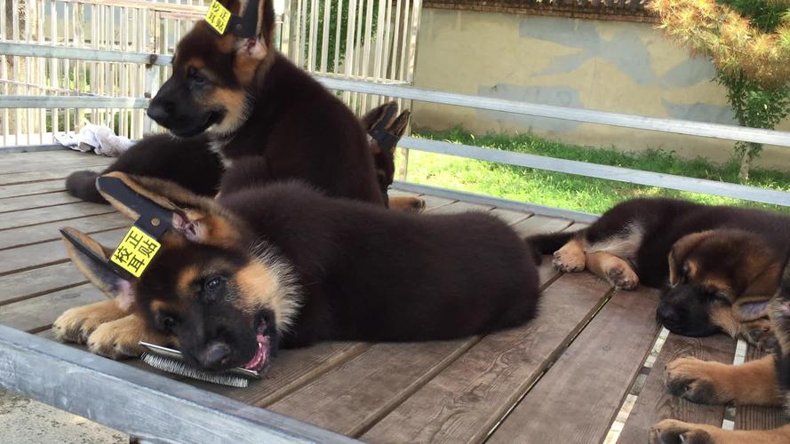 乾通名犬俱乐部?乾通名犬俱乐部官网!