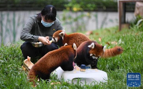 喂食时间?红山动物园熊猫喂食时间!