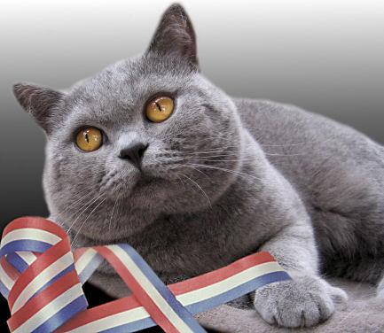 英国短毛猫价格?英国短毛猫价格多少钱一只!