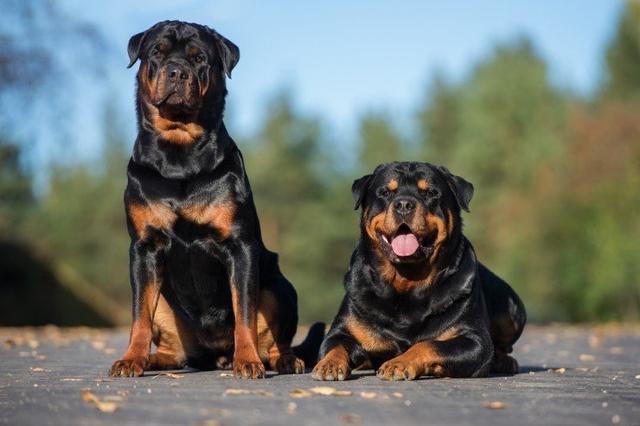 护卫犬哪种好?护卫犬哪种好养!