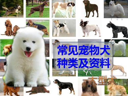 宠物犬种类?宠物犬种类大全!