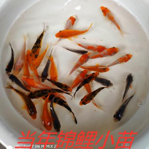 锦鲤鱼苗?锦鲤鱼苗怎么喂养!