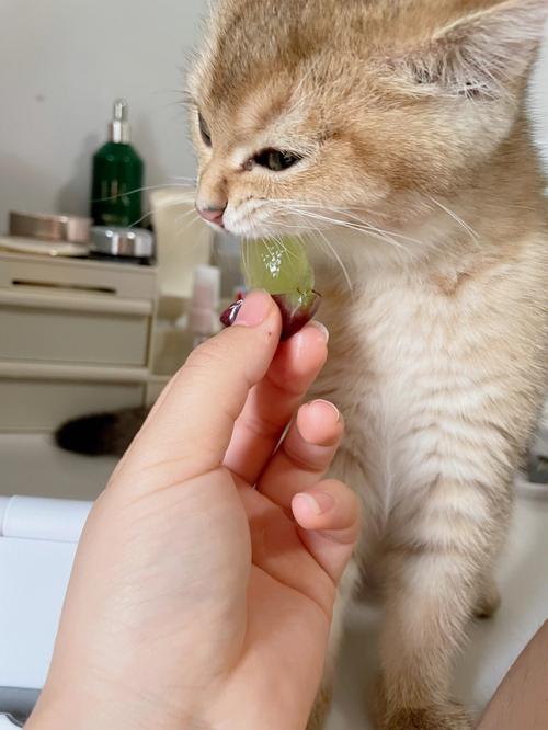 猫咪吃水果?猫咪吃水果好不好!