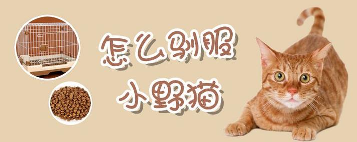 驯服小野猫?!