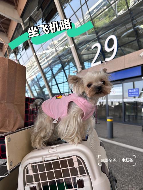 胖狗狗坐飞机旅行?胖狗狗坐飞机旅行视频!