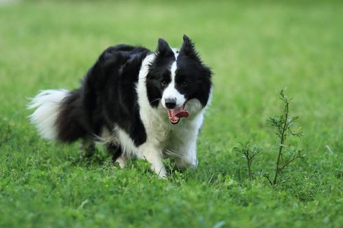 怎样训练边境牧羊犬?怎样训练边境牧羊犬放羊!