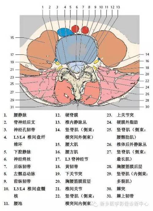 腰椎网?腰椎图片构造图解!