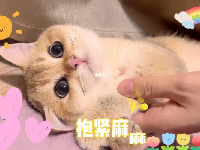 猫咪抱抱?猫咪抱抱表情包!