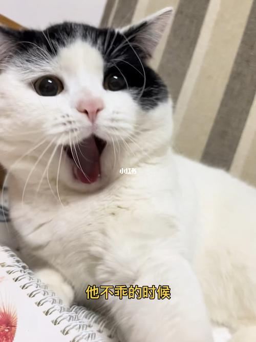 猫咪不乖?猫咪不乖怎么办!