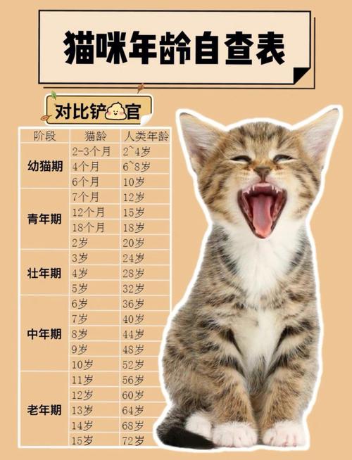 猫六?猫六岁相当于人类几岁!