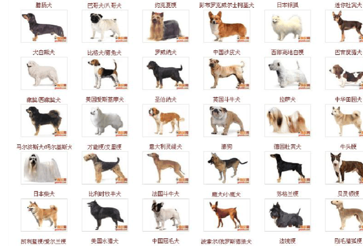 犬的种类?犬的种类及图片与名字!