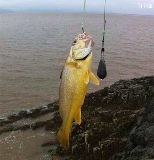 海水黄如何钓鱼?!