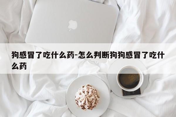 狗感冒了吃什么药-怎么判断狗狗感冒了吃什么药