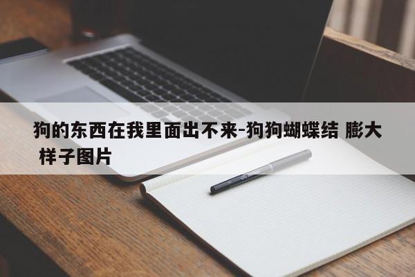 狗的东西在我里面出不来-狗狗蝴蝶结 膨大 样子图片