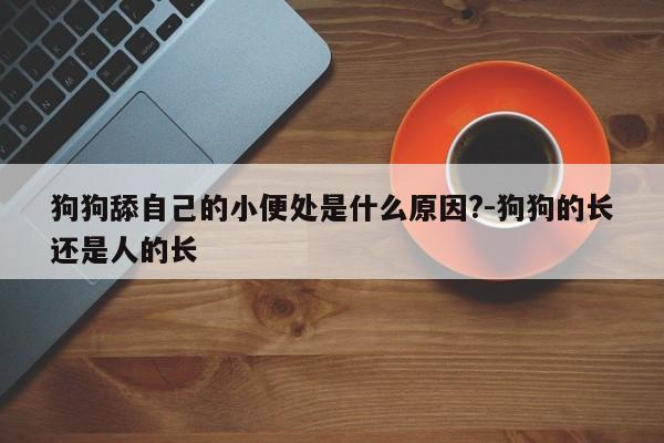 狗狗舔自己的小便处是什么原因?-狗狗的长还是人的长