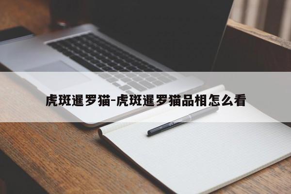 虎斑暹罗猫-虎斑暹罗猫品相怎么看